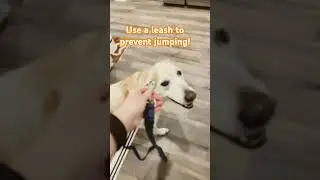 Easy Christmas Dog Training Hack to prevent jumping on guests! #positivereinforcementdogtraining