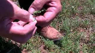 Establishing Gall Mite Insectary