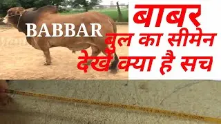 Babbar Bull🐮 Sahiwal Sex Simen (बाबर बुल साहिवाल)