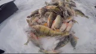 Зимняя рыбалка на окуня.Ice Fishing for perch  2017