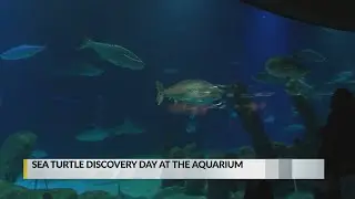 Aquarium hosts sea turtle event for whole family