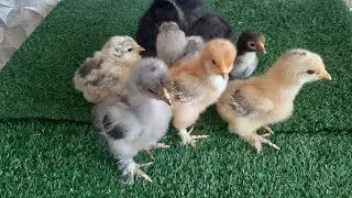 PINTINHOS DE BRAHMA COM 12 DIAS