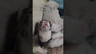 VVaffles really likes crinkly sound