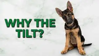 Why German Shepherds Tilt Their Heads (4 Main Reasons)