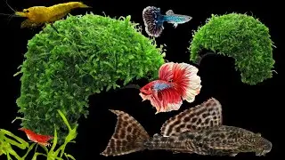 Java Moss Coconut Cave Home for Pleco Fish, Betta, Red Cherry Shrimp & More Aquarium Plants Factory