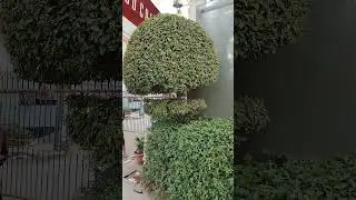 Tree lovers