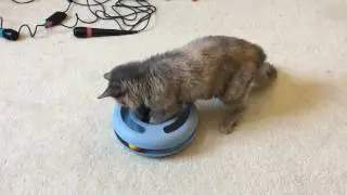 Karlie vs. The Ring Toy