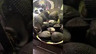 Conchas al microondas