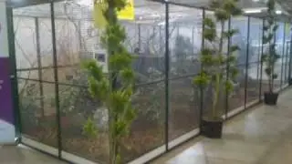 Aviornis op Championshow 2011 (Overzicht vogeltuin)