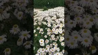 So pretty 😍  #northernireland #flowershow #birdsounds #countyantrim