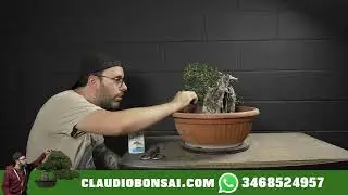 QUANDO POTARE GLI OLIVASTRI
