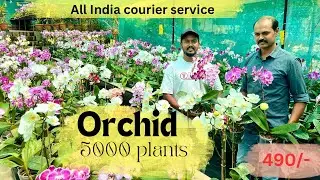 Orchid plants all india  അയച്ച്കൊടുക്കുന്നു 🌷🌷
