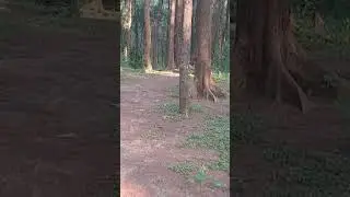 ❤️❤️ Dublagiri forest odisha ❤️❤️