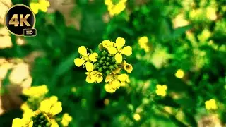 4k Nurture loving  #nurture #green #video
