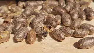 Mason bee hatching from custom bee box emergence drawer