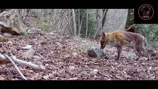 Guineu, Vop, Vulpes vulpes
