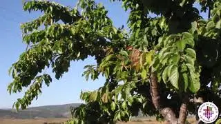 Camino de Santiago Challenge - Villafranca del Bierzo