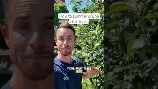 How to summer prune fruit trees #garden #gardening