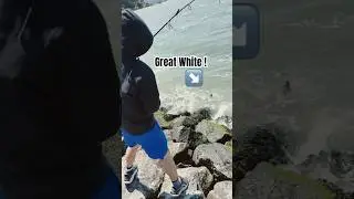 A great white (bat ray)!