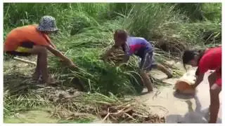Net Fishing In Siem Reap Province   Khmer Cast Net Fishing,!01