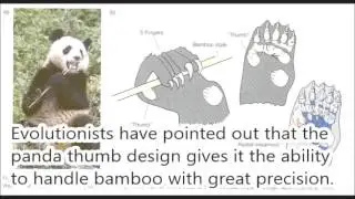 Panda's Thumb Summary (English and Vietnamese Subtitles)