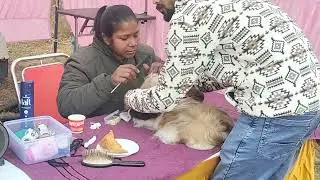 Karnal Dog Show 🐶 | सबसे सुंदर और Rare Breed Dogs | Amazing Dog Show