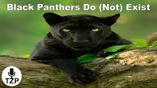 Black Panthers Do (Not) Exist
