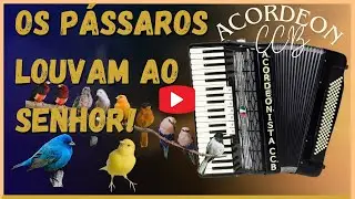 HINOS NO ACORDEON com Pássaros cantando.