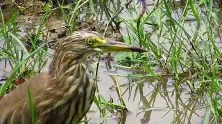 The Pond Heron