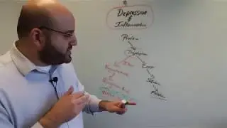 Понимание депрессии. Часть 4: Воспаление и кинурениновый путь
