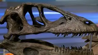 All About Ann Arbor: University of Michigan Natural History Museum