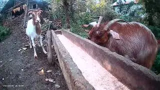 “You Won’t Believe How Smart This Goat Is! 😲🐐”