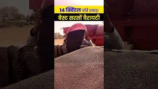 ज्यादा डालियाँ, ज्यादा दाने बेस्ट सरसों वैरायटी #sarso #farming #agrostar #agriculture #shorts
