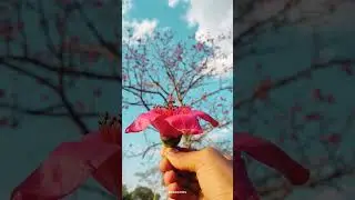 Nature photography tips and tricks | Flower Photography 🌹#naturephotography #shortsvideo