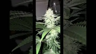 Another Quickie with the Girls! Sick Mick's World Nitrous Oxide from Mr.Green Body ✌️ and Growers ❤️