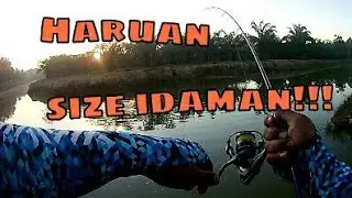 Haruan size idaman Bantingku