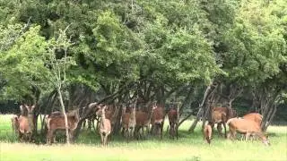 Skandinavisk Dyrepark p&aring; 4 minutter