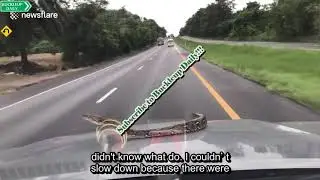 Terrifying moment python crawls onto bonnet of moving car