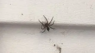 OWL 0178 Scary spider right outside Dad's glass door