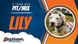 Lily - Pit/Mix 2 Years Old - 2 Week Board and Train