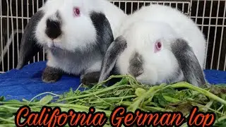 California German || lop adult pair healthy and active || Abbas Rabbits farm ||