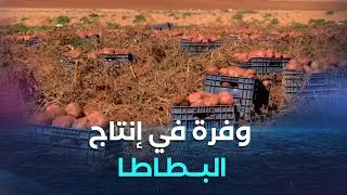 فاق كل التوقعات   إنتاج البطاطا يتجاوز 400 قنطار في الهكتار