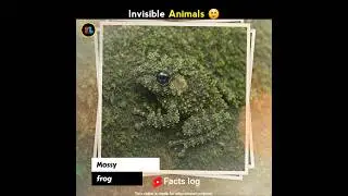 Top 3 invisible animals😯 || pt-7 #shorts