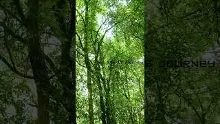 Expert Jungle Guide Shares Top Bird Sound Secrets  #nature #birdsong #jungle #naturesounds #shorts