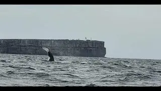 Jervis Bay Adventure: First Fishing Trip, Whales, Waves & a Leaky DIY Boat