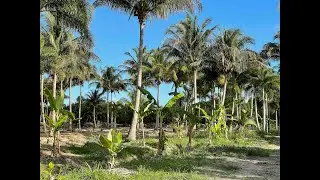 Food Forests - Concept, historical context, advantages, research, current status