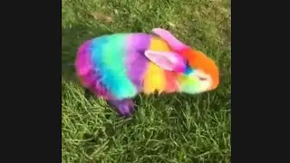 Rainbow Rabbit 🐰