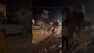 Camel 🐪 🐫 #music #funny #animals #animalshorts #animeedit #ayansharush2025