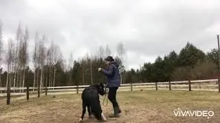 Mini stallion work in hand