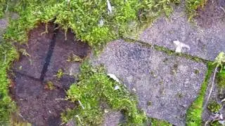 Moss Is Your Roofs Greatest Enemy! Portland Oregon Roof Cleaners